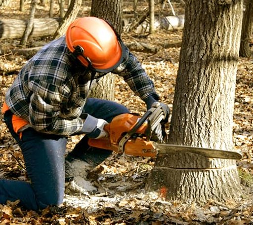Tree Removal in Mount Olive, WV